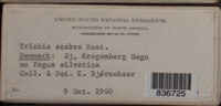 Image Associated With the Occurence